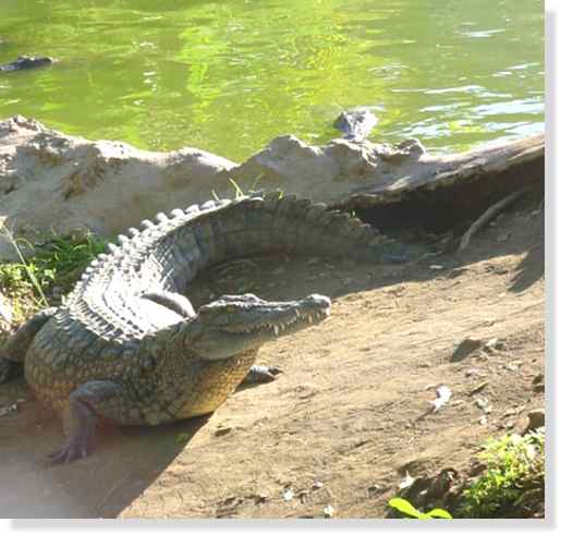<br />Crocodile du Nil &copy; Photo Philippe Mespoulhé Reproduction interdite