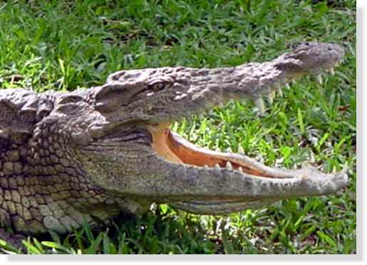 <br />Gueule ouverte du crocodile du Nil &copy; Photo Philippe Mespoulhé Reproduction interdite