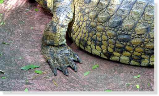 <br />Patte arrière du crocodile du Nil &copy; Photo Philippe Mespoulhé Reproduction interdite