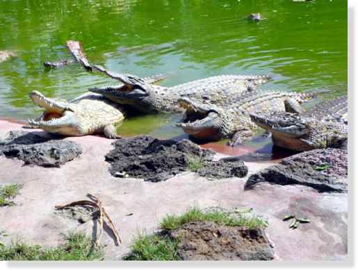 <br />Régulation thermique du crocodile du Nil &copy; Photo Philippe Mespoulhé Reproduction interdite