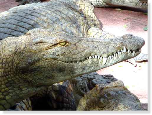 <br />Profil du crocodile du Nil &copy; Photo Philippe Mespoulhé Reproduction interdite