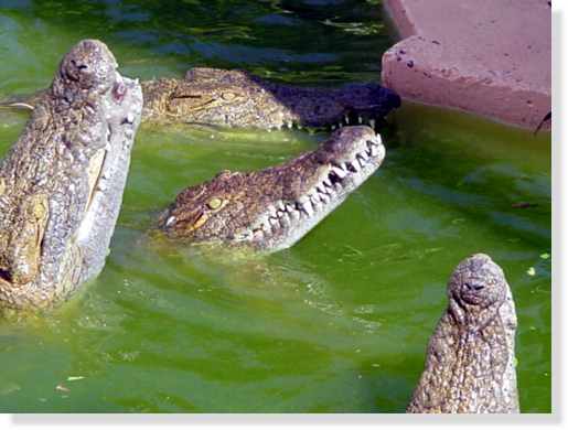 <br />Quatrième dent du crocodile du Nil &copy; Photo Philippe Mespoulhé Reproduction interdite