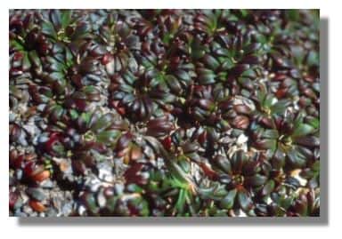 Diapensia lapponica à Cap Miquelon  &copy; Francis Muller
