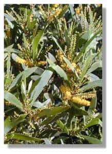  Fleurs de gaiac (<em>Acacia spirorbis</em>)&copy;  J.J. Espirat