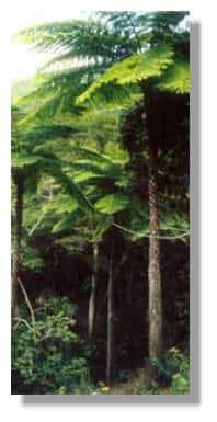 Cyathea : la grande fougère arborescente de Nouvelle-Calédonie. &copy; Frédéric Bec