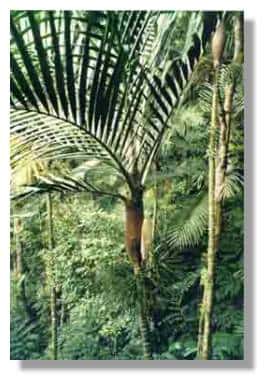 Le palmier <em>Burretokentia vieillardii</em> &copy;  J.J. Espirat