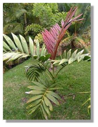Le palmier endémique <em>Chambeyronia macrocarpa</em> &copy; J.J. Espirat