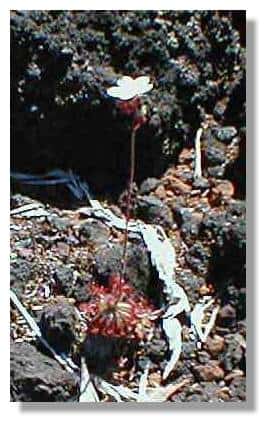 Une <em>Drosera novae-caledoniae</em> sur de la cuirasse ferrugineuse. &copy; J.J. Espirat