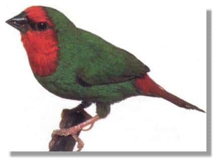 Le cardinal (<em>Erytrhrura psittacea</em>)