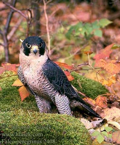 Le faucon pèlerin (<em>Falco peregrinus</em>)