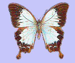 Papillon endémique &copy; IRD