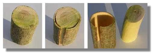 Figure 8. Tronc de genêt fraîchement coupé. Il est très facile de séparer l'écorce du bois. La séparation s'effectue au niveau du cambium qui est le tissu le moins différencié donc le plus fragile.&copy; Photo R. Prat 