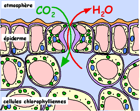  Figure 4. Structure d'une feuille d'Angiosperme. Au niveau de l'épiderme, les stomates règlent les échanges gazeux entre l'atmosphère externe et les espaces gazeux internes situés entre les cellules. © Biologie et Multimedia