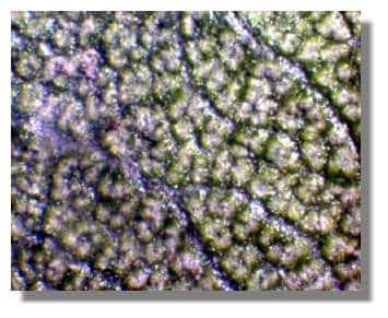  Figure 6. Surface inférieure d'une feuille de laurier rose. Entre les nervures, de nombreuses cryptes creusent la surface. <br />© Biologie et Multimedia 
