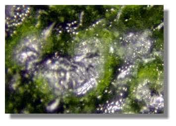  Figure 7. Détail d'une crypte en vue de surface. On observe de nombreux poils blancs entourés d'un rebord vert. <br />© Biologie et Multimedia 