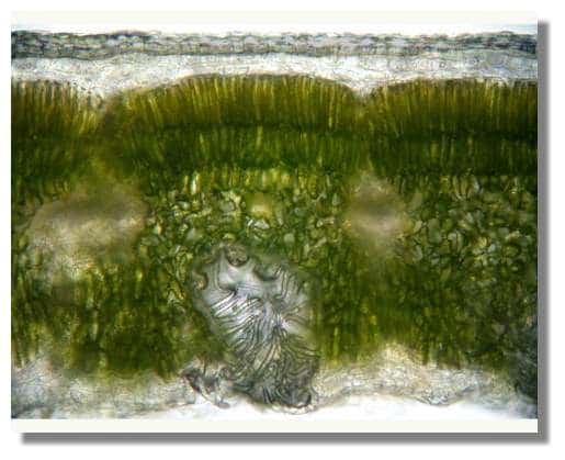  Figure 8. Coupe transversale de feuille de laurier rose. La section est réalisée “in vivo“ ce qui permet de reconnaître les tissus chlorophylliens. © Biologie et Multimedia