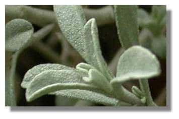  Figure 12. Détail du feuillage de Psilotrichum. La face supérieure des feuilles apparaît duveteuse. <br />© Biologie et Multimedia 