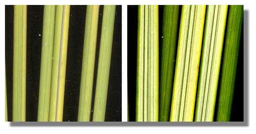  Figure 18. Mouvement des feuilles d'oyat en fonction de l'humidité de l'air. Des tronçons de feuilles sèches (à gauche) sont aspergés par de la vapeur d'eau. Les tubes formés par les feuilles s'ouvrent en quelques minutes. <br />© Biologie et Multimedia