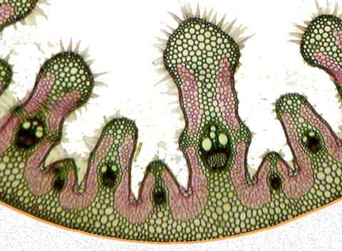  Figure 20. Détail d'une coupe anatomique transversale de feuille d'oyat. <br />© Biologie et Multimedia
