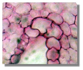  Figure 21. Cellules bulliformes situées entre deux côtes. <br />© Biologie et Multimedia
