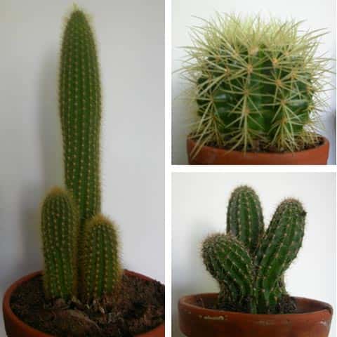  Figure 23. Quelques cactus. Ils ont tous des formes arrondies, des tiges vertes et des feuilles réduite à des épines complexes. <br />© Biologie et Multimedia