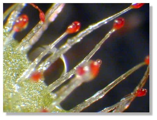 Poils collants à la surface d'une feuille de Drosera. © Biologie et Mulitmedia, tous droits réservés 