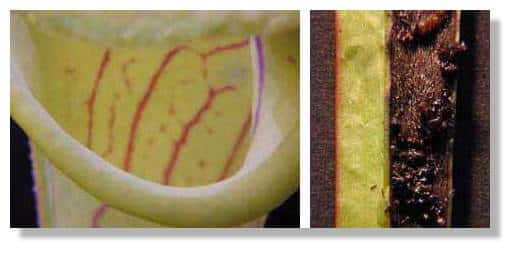 Urne de Sarracenia. Bord lisse de l'urne (à gauche) et fond de l'urne rempli de cadavres d'insectes (à droite). © Biologie et Mulitmedia, tous droits réservés 