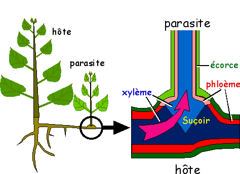 <br />Cas d'une plante parasite épirhize. La flèche épaisse indique le détournement de la sève brute vers le parasite. Noter l'existence de connexions directes entre le xylème de l'hôte et celui du parasite. Absence de connexion phloémiennes.<br />&copy; Georges Sallé 