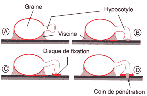 Germination des graines de gui et début de fixation sur l'hôte.<br />&copy; Georges Sallé 