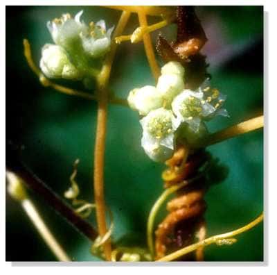 Plant de cuscute en fleur<br />&copy; Georges Sallé 