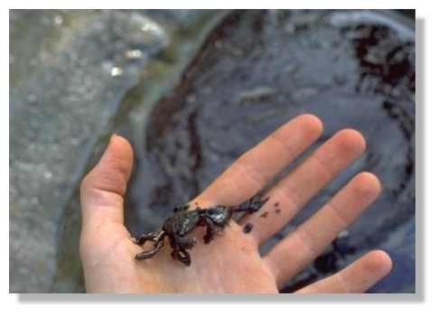 <br />&copy; NOAA – Les crabes succombent aussi au fuel 