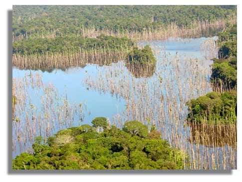 La retenue de Petit-Saut a recouvert près de 350 km² de forêt primaire. Huit ans après sa mise en eau, elle est encore encombrée d'arbres morts. © IRD/Bernard de Mérona.