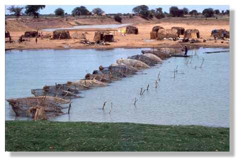 Un barrage de nasses diéné sur le mayo Dembé, près de Mopti. Delta Central du Niger. Mali. ©  IRD/Yveline Poncet.