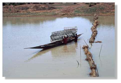 Relevé des nasses durankoro d'un barrage sur un bras du fleuve Niger : les nasses sont secouées pour faire tomber les poissons au fond de la pirogue. Delta Central du Niger. Mali. © IRD/Yveline Poncet.