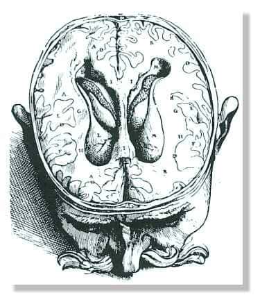 <br />Représentation des ventricules cérébraux du cerveau humain, à l'époque de la Renaissance. Ce schéma est reproduit d'après <em>De numani corporis fabrica</em>, de Vésale (1543). Le sujet fut probablement un condamné à mort décapité. L'auteur a apporté une grande attention à la description anatomique exacte des ventricules cérébraux. © Finger, 1994, Fig. 2.8