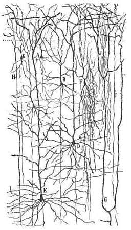<br />Neurones colorés par la méthode de Golgi. Source: Hubel