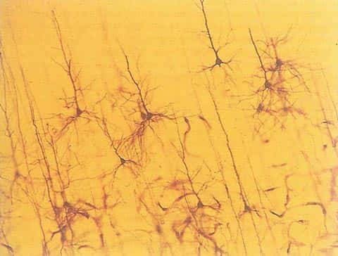  <br />Organisation du cortex cérébral, selon Ramon y Cajal. Source: DeFilipe et Jones