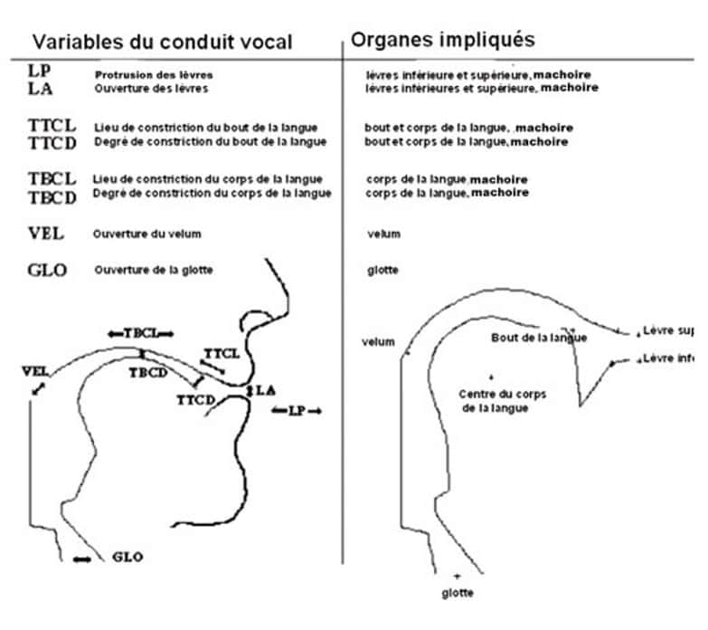 Les vocalisations sont produites par des mouvements des organes articulateurs, et sont donc physiquement définies dans un espace moteur continu. Cependant, chaque langue discrétise cet espace à sa manière. (Cliquez sur l'image pour l'agrandir.) © DR