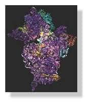 <br />Structure d'une sous-unité du ribosome, assemblage complexe de protéines et d'acides nucléiques. L'organisation de cette extraordinaire micro-machine, constituée de dizaines de milliers d'atomes, n'aurait pu être élucidée sans le rayonnement synchrotron.ESRF— Ligne de cristallographie)