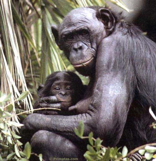 Bonobo et son petit. © Primates.com