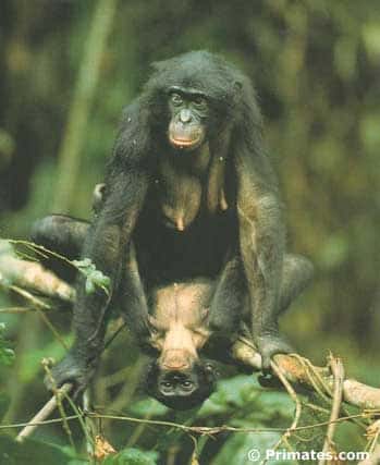 <br />Bonobos