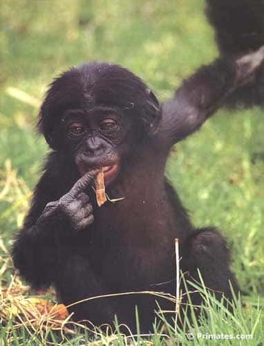 <br />Jeune bonobo