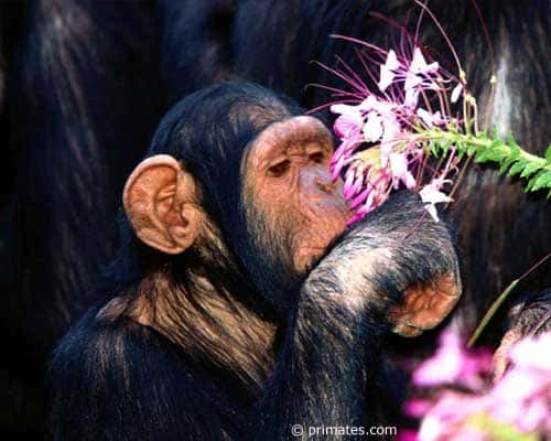 <br />Jeune chimpanzé
