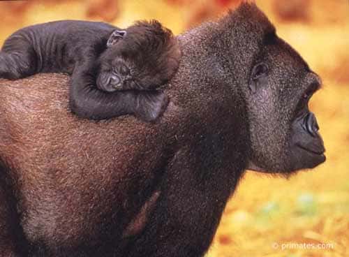 <br />Gorille et son bébé