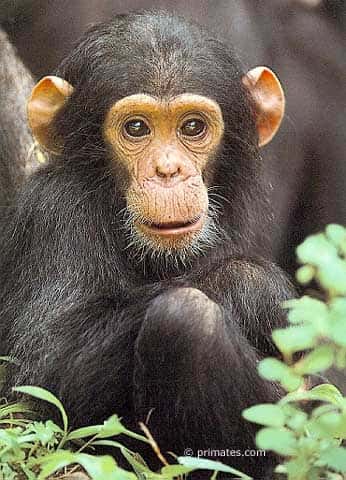<br />Chimpanzé 