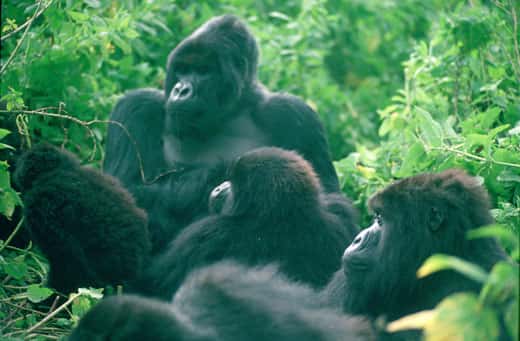 <br />Virungas national Park Nat.parks, Gorillas Silverback Titus + group of mountain gorillas 1994 © UNESCO/Ian Redmond