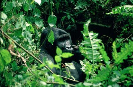 <br />Kahuzi-Biega National Park Nat.parks, gorillas<br />Mugaruka, a silverback eastern lowland gorilla in the Kahuzi-Biega national Park, eastern D.R.C. © UNESCO/Ian Redmond/Born Free