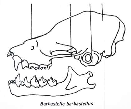 Dentures Barbastelle.