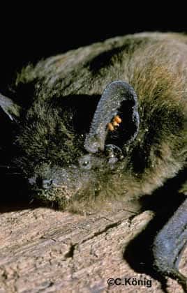 Acarien <em>Nathusius </em>dans l'oreille d'une Pipistrelle. © C. König, tous droits réservés