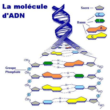 <br />Molécule d'ADN